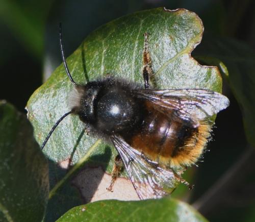 Osmia cornuta